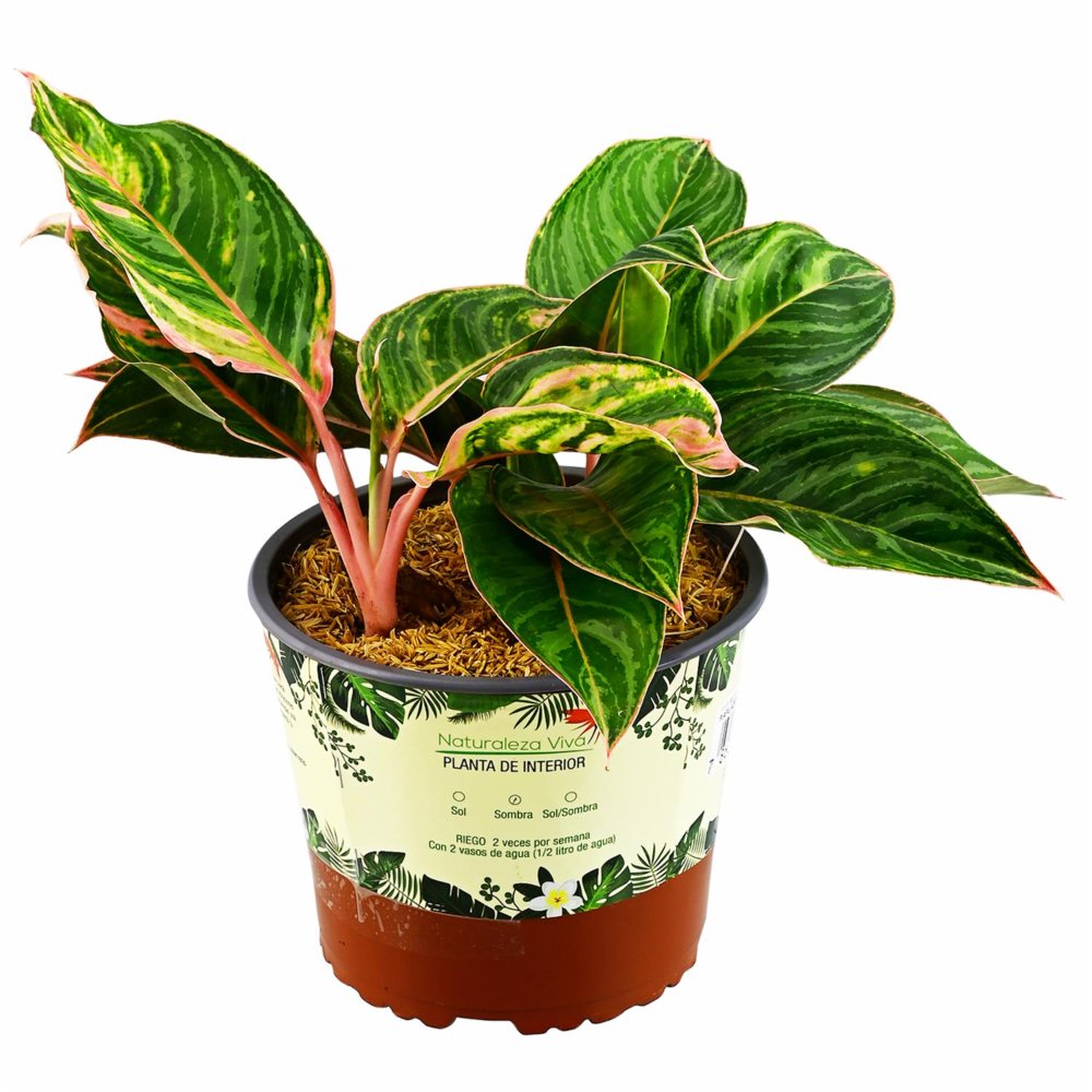 AGLAONEMA ROSADA