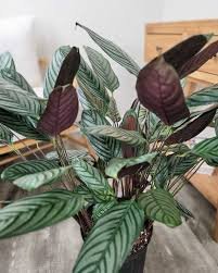 CALATHEA 2