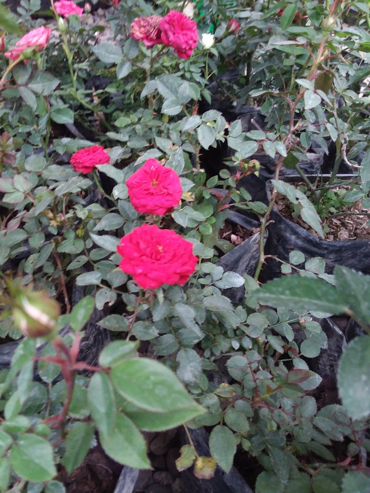 ROSA MINIATURA