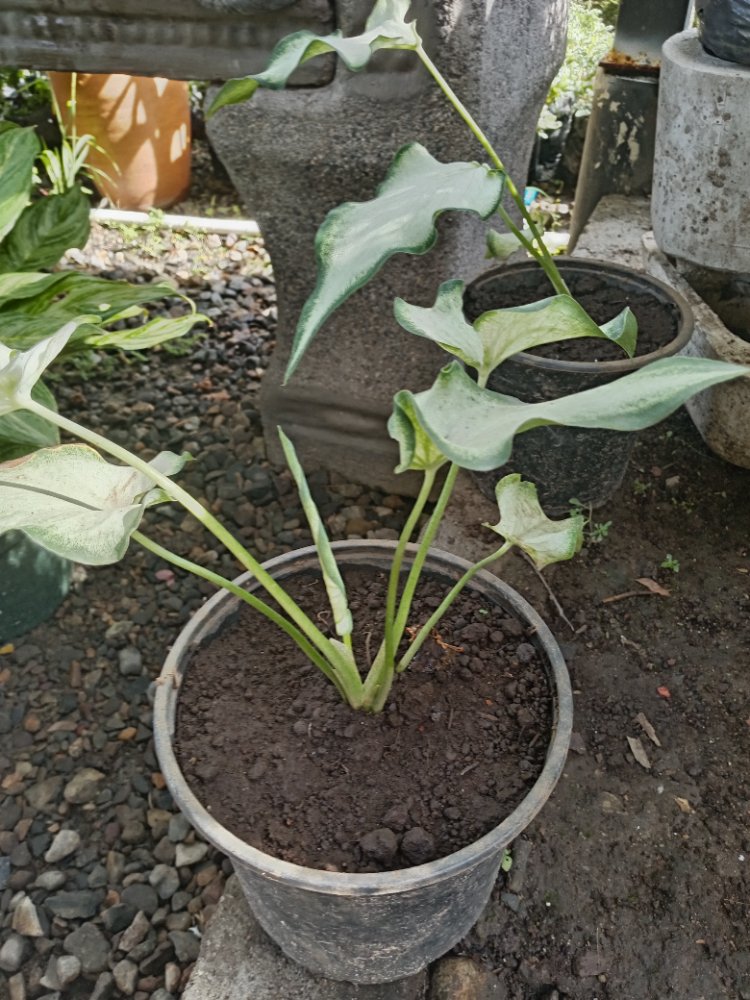 MARIPOSA