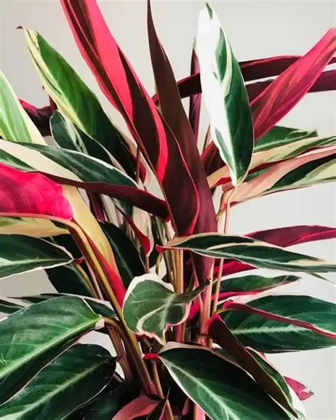 CALATHEA PLUMA DE INDIO MEDIANA