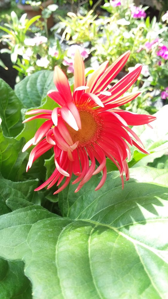 GERBERA
