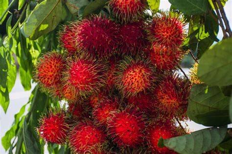 PLANTA DE LICHA