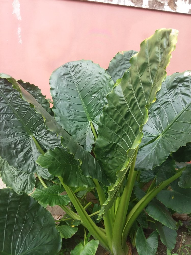 ALOCASIA