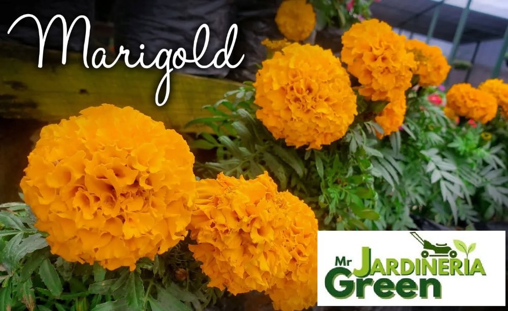 FLOR DE MARIGOLD