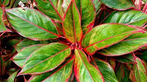 AGLAONEMA ROJA