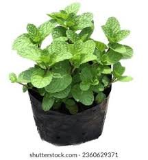 MENTA