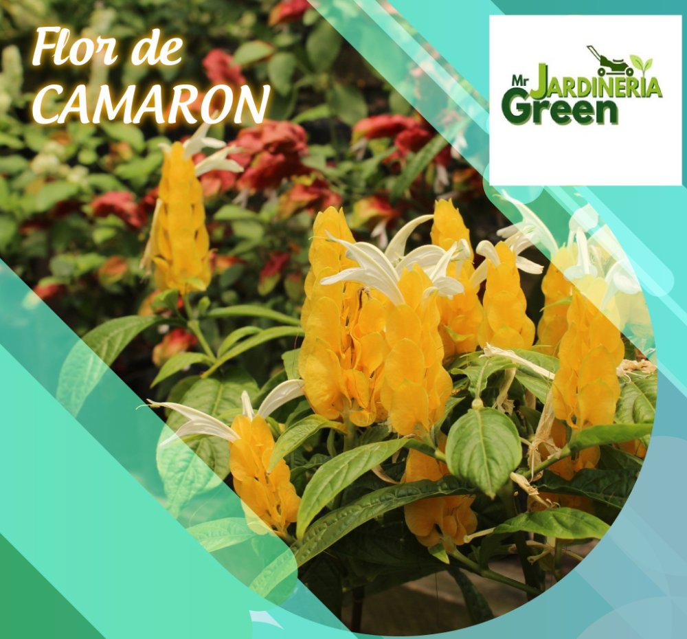 Flor de camaron