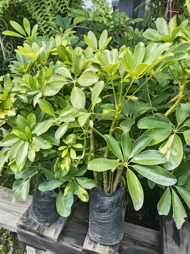 CHEFLERAS MEDIANAS