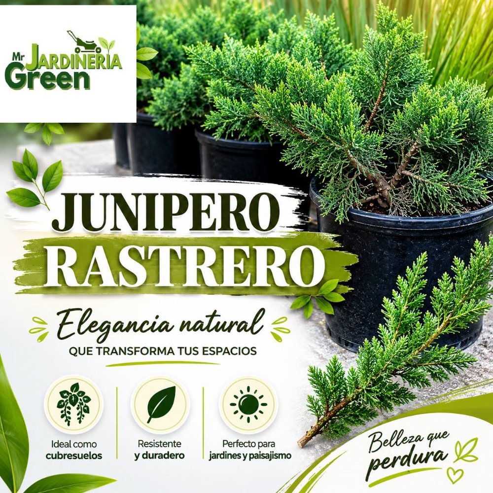 JUNIPERO RASTRERO