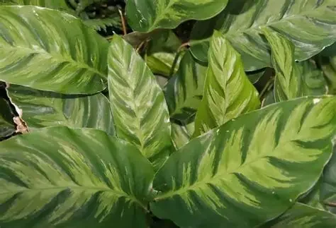 CALATHEA VERDE