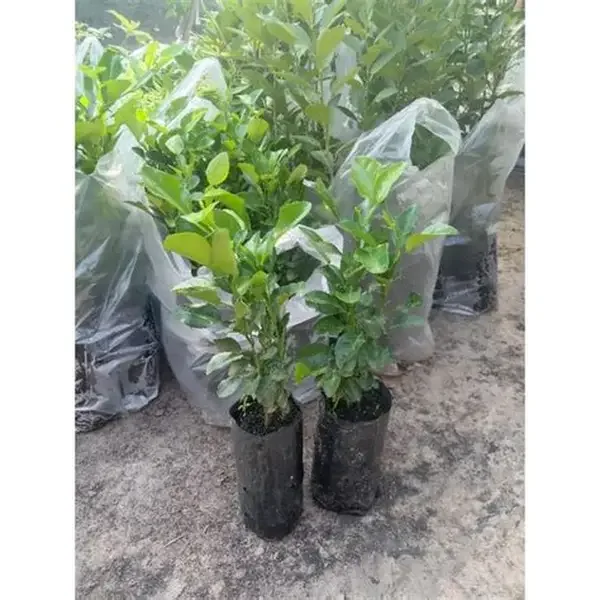 Limon Indio