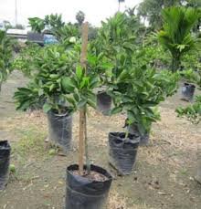 MANDARINA