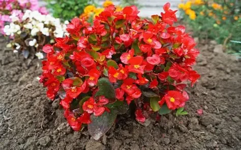 BEGONIA FLORAL - MACET