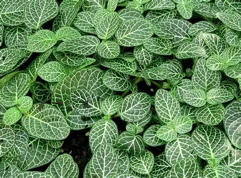 FITTONIA COLGANTE