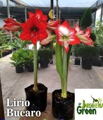 Flor de lirio bucaro