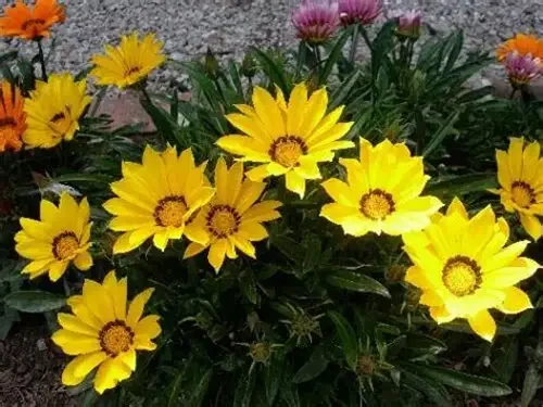 GAZANIA