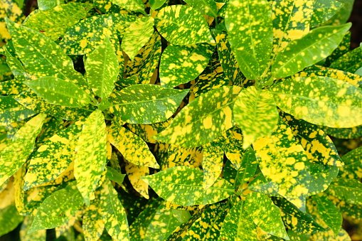 CROTON - LAUREL AMARILLO