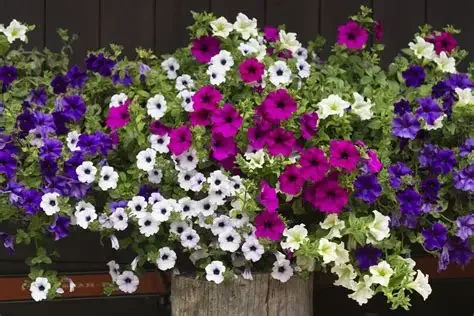 PETUNIAS EN BOLSA