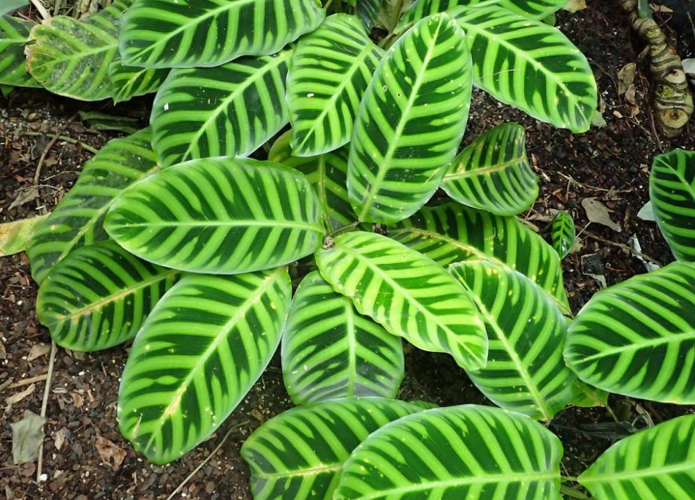 CALATHEA SANDIA - BOLSA GRANDE