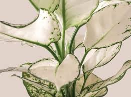AGLAONEMA BLANCA