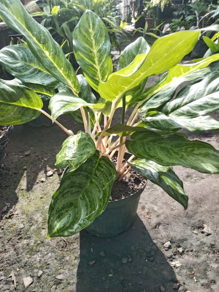 AGLONEMA EN MACETERO