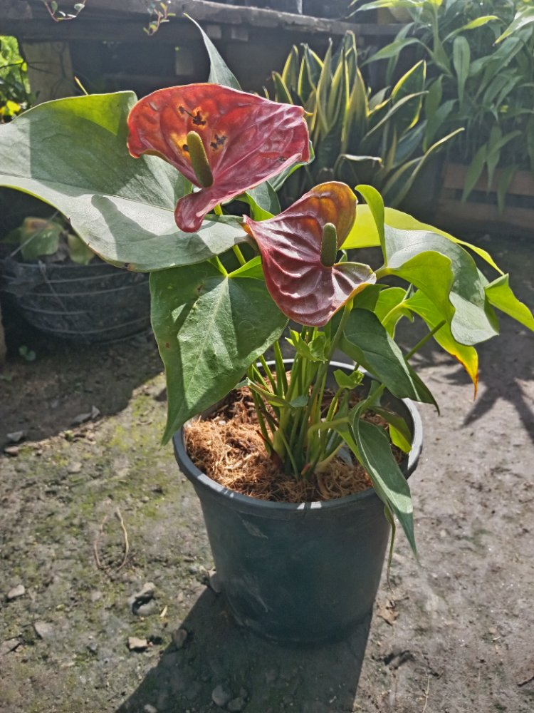 FLOR DE ANTURIO