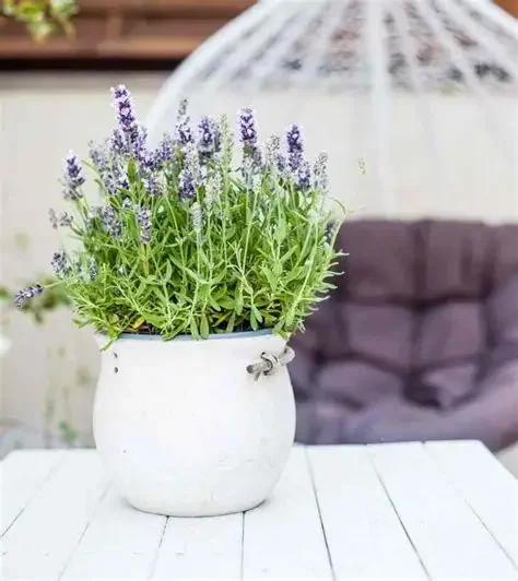 LAVANDA