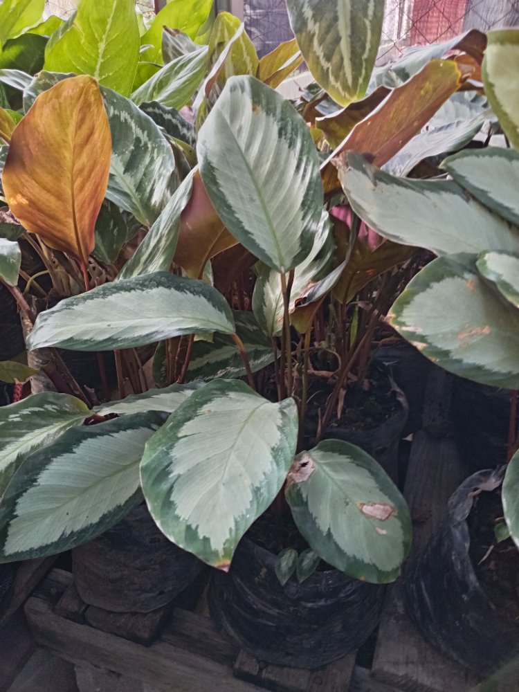 CALATHEAS