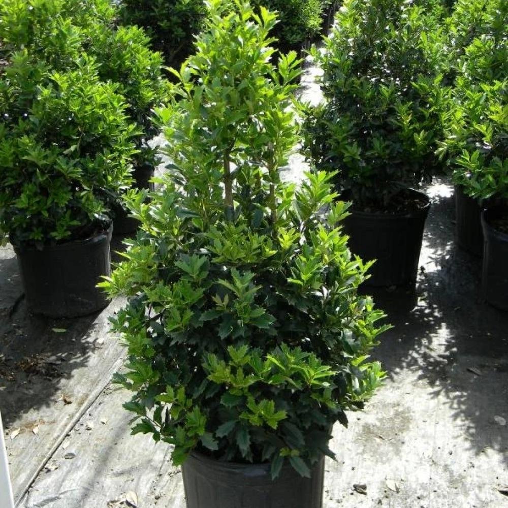 EUGENIAS MEDIANAS