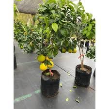 POMELO BOLSA GRANDE