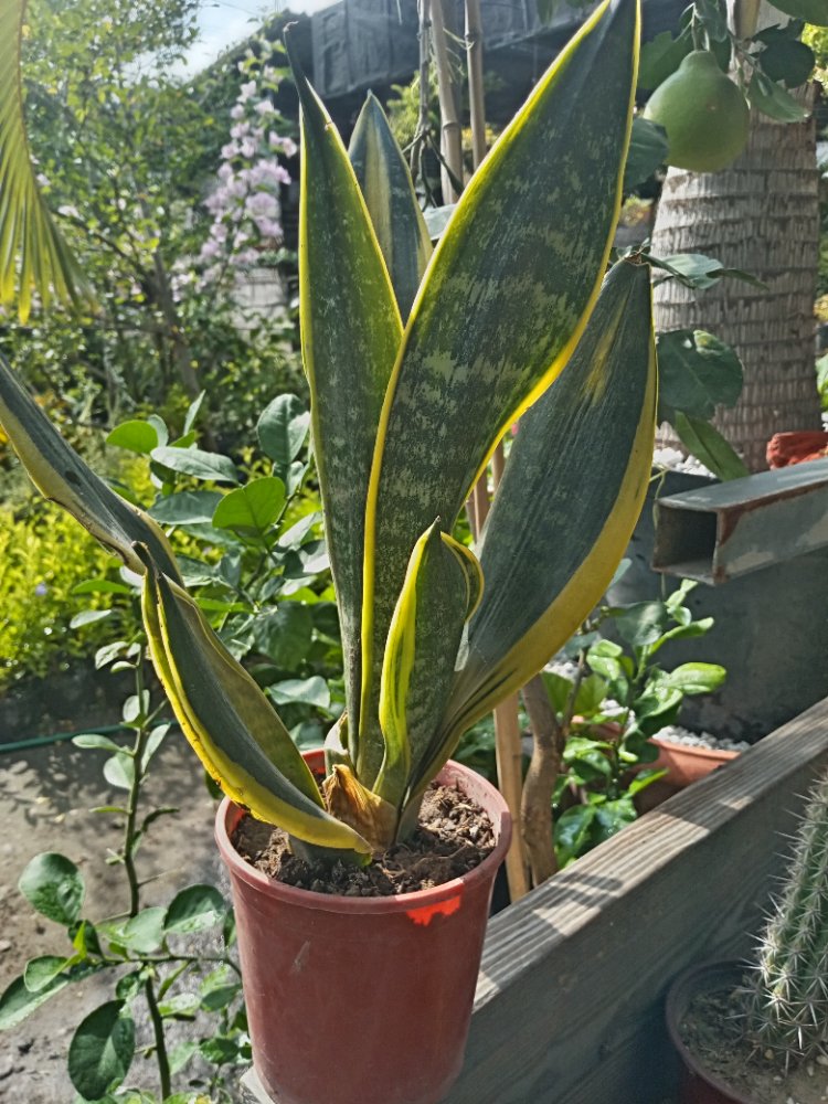 SANSIVERIANA ENANA