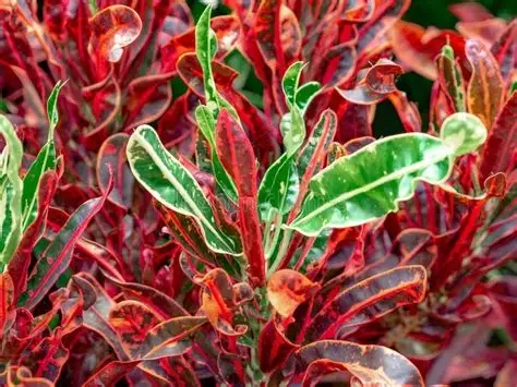 CROTON - LAUREL ROJO