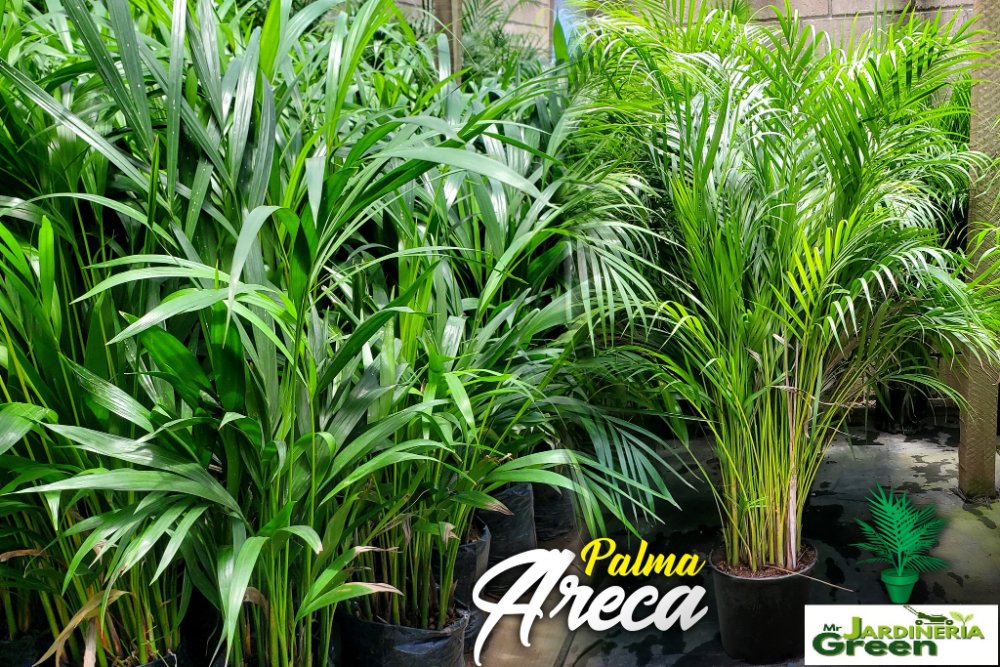 PALMERA ARECA