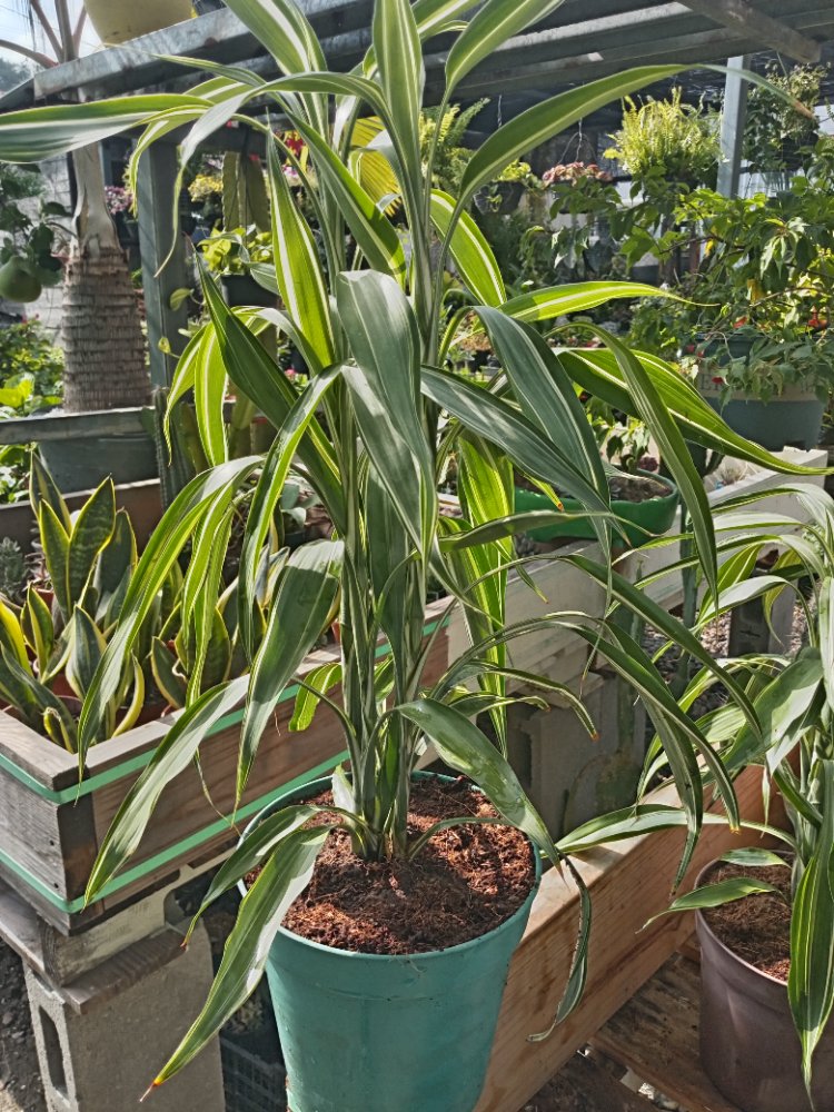Bambu en macetero