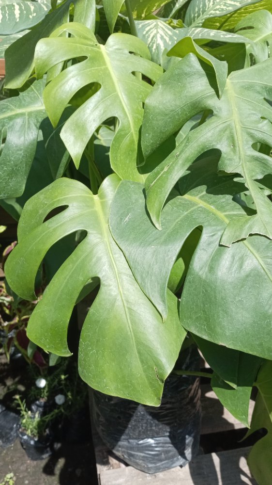 MONSTERA
