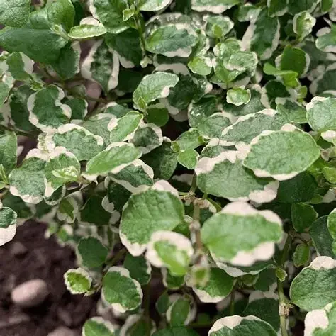 SAUCO VARIEGADO