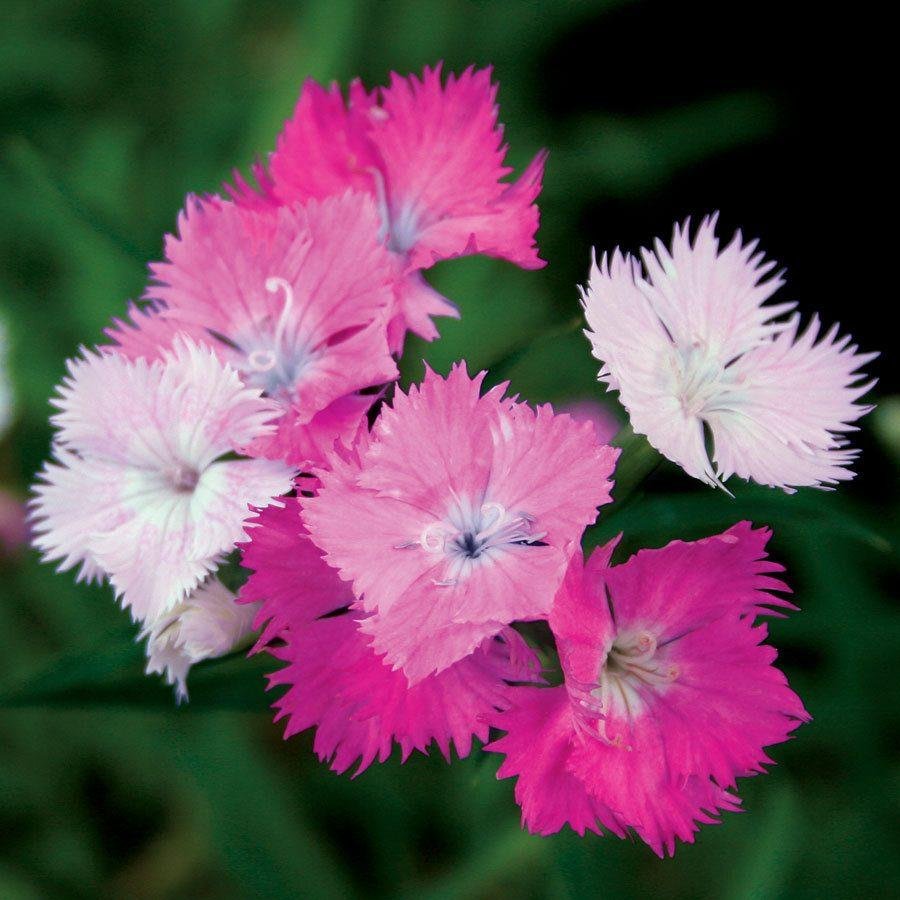 CLAVEL