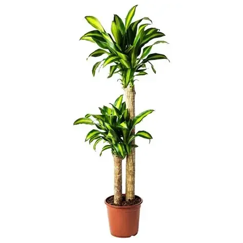 TRONCO DE BRASIL - MACET