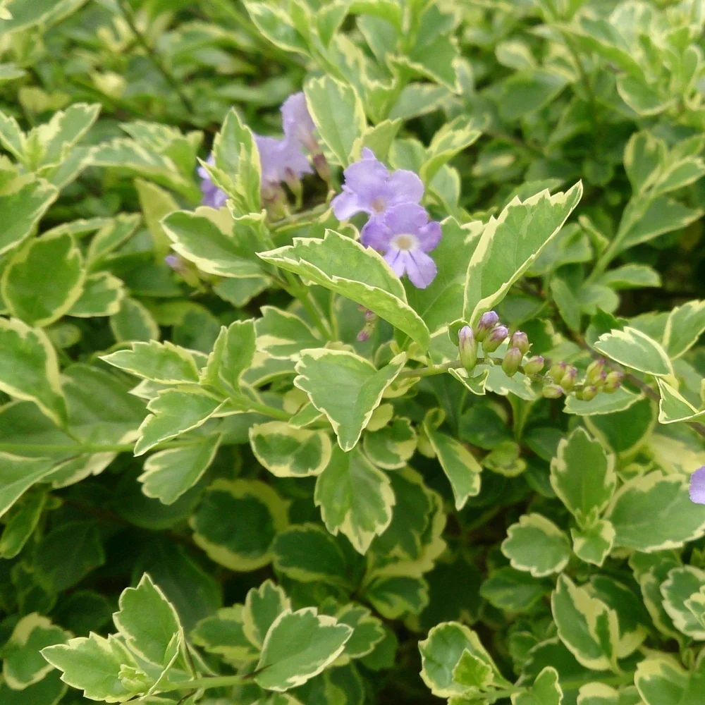 Duranta variegada amarilla
