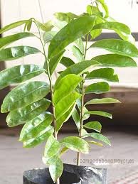 GUANABANA