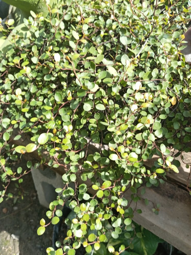 COLGANTE DAIMITO