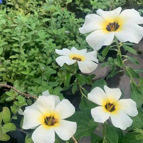 FLOR DEL PASTOR