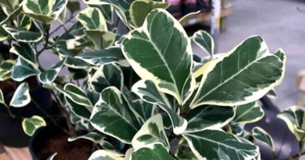 FICUS TRIANGULAR