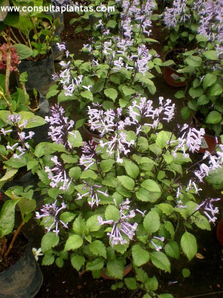 CAMPANILLA MORADA