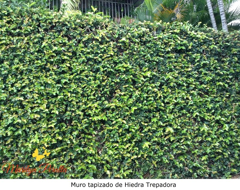 HIEDRA TREPADORA