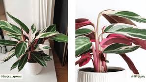 CALATHEA 4