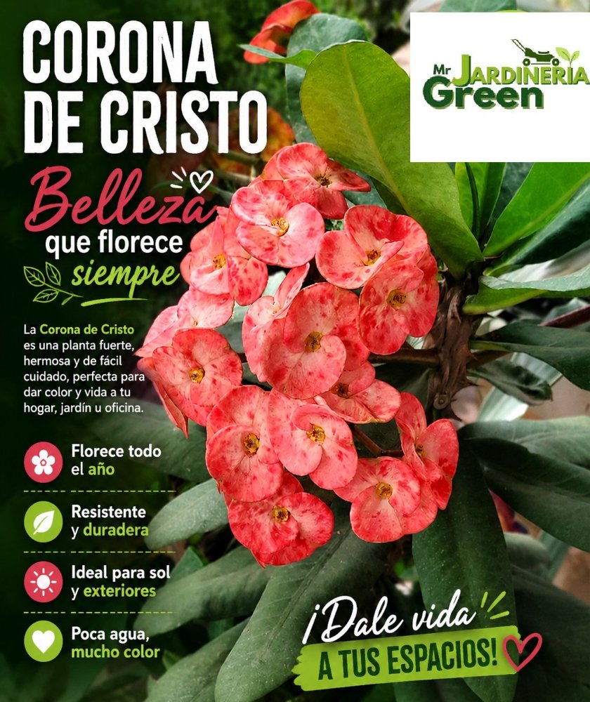 Flor corona de cristo