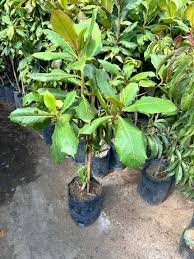 Almendro frutal