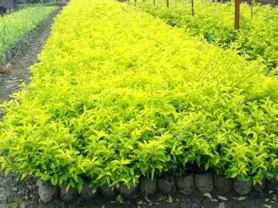 Duranta verde pequeña